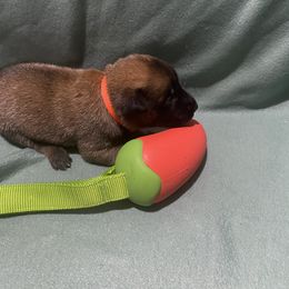 Boy 4 - male Belgian Malinois puppy in Woodway, Texas from New Beginning Belgians