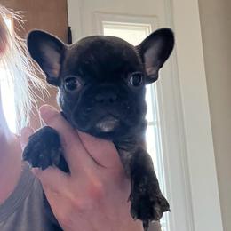 Bambam - Brindle and white male French Bulldog puppy in New Waverly, Texas from C.P. Puppy Buddies
