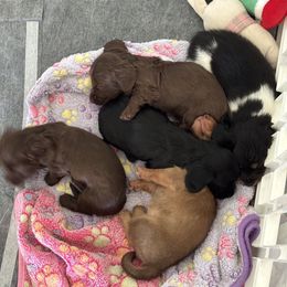 Dachshund Puppies from TS Dachshunds