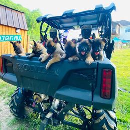 Belgian Malinois and German Shorthaired Pointers from Lapdog GSP