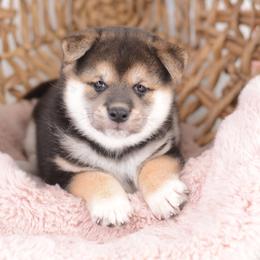 Black and Tan Boy - Black and tan male Shiba Inu puppy in Neosho, Missouri from Sunny Terrace Shibas