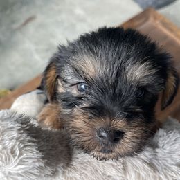 Miniature Schnauzer and Yorkshire Terrier Puppies from Copper Rose Farm