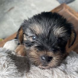 Miniature Schnauzer and Yorkshire Terrier Puppies from Copper Rose Farm