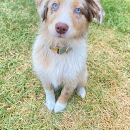 Australian Shepherd and Miniature Australian Shepherd Puppies from Donaldson Aussies