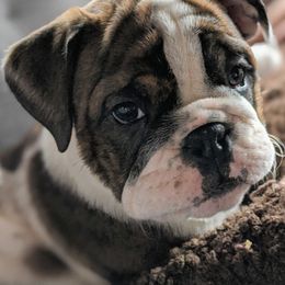 Bulldogs and French Bulldogs from Rohde's Road Dog Bullies