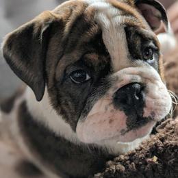 Bulldogs and French Bulldogs from Rohde's Road Dog Bullies