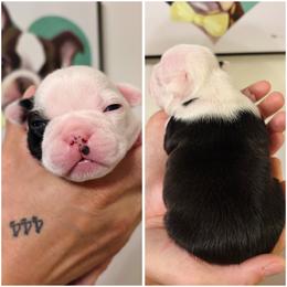 Girl 3 - Black and white female Boston Terrier puppy in Puyallup, Washington from NW Boston Terriers