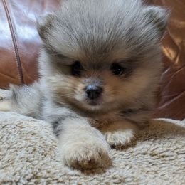 Zephyr - Blue merle male Pomeranian puppy in California from TD Dream Poms