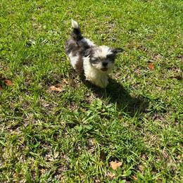 Whitney - Brindle and white female Shih Tzu puppy in Augusta, Georgia from Floofah la Woofah