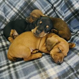 Dachshund Puppies from Mahzian Miniature Dachshunds