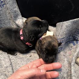 Girl 2 - Brindle female Belgian Malinois puppy in Dallas, Texas from RoyalHaus Malinois