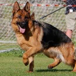 German Shepherds from Rikah-Haus German Shepherds