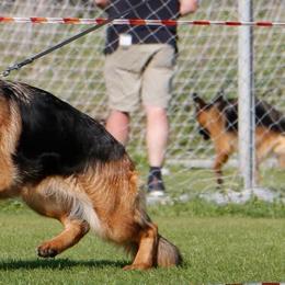 German Shepherds from Rikah-Haus German Shepherds