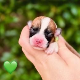 Girl 1 - Green Collar - Red female Pembroke Welsh Corgi puppy in Yulee, Florida from Pembroke Welsh Corgis at Belle Haven