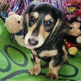 Nessie - Black and cream female Dachshund puppy in Terlton, Oklahoma from CLARK'S BREEDING PROGRAM