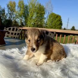 Elizabeth - Sable and white female Collie puppy in Plato, Minnesota from Minnesota Collies