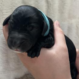 Carcassanne - Black male Goldendoodle puppy in Lancaster, Pennsylvania from Doodles in the Skye