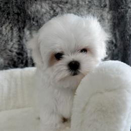 Coco Bear - White male Maltese puppy in Vinton, Louisiana from Dreams & Love Maltese