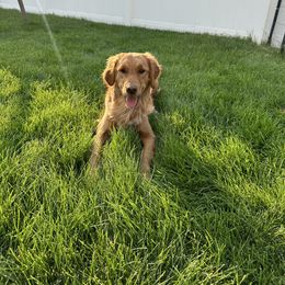 Clover - Golden Retriever