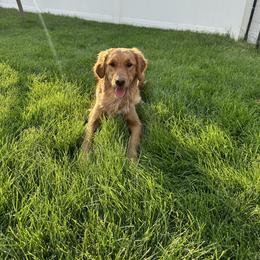 Clover - Golden Retriever