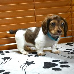 Snickers - Chocolate and cream male Dachshund puppy in Pearland, Texas from Texas Dachshund Dreams
