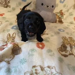 Opal - Black female Dachshund puppy in Springfield, Tennessee from Savannah’s Doxie Palace