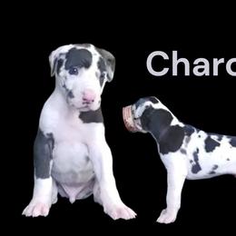 Charcoal - Harlequin male Great Dane puppy in Brookings, South Dakota from Debonair Danes
