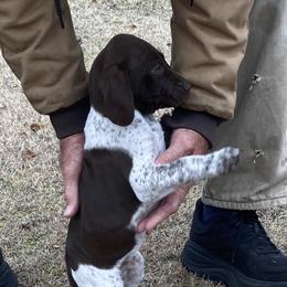 Girl 6 - Liver and white female German Shorthaired Pointer puppy in Garland, North Carolina from Echo Acres Farm