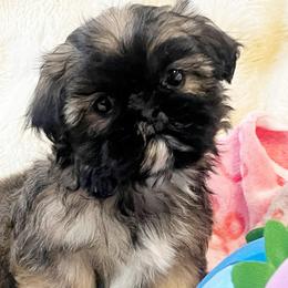 AKC zena - Red female Shih Tzu puppy in Greenville, South Carolina from Babyface Shih Tzu