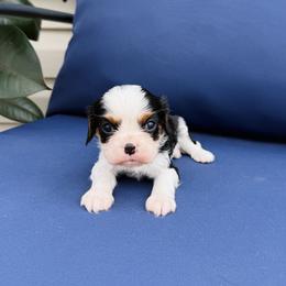 Cavalier King Charles Spaniel Puppies from Haven Farms Cavaliers