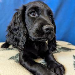 Navy - English Cocker Spaniel