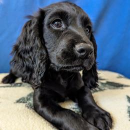 Navy - English Cocker Spaniel