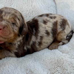Black collar boy - Chocolate merle male Bernedoodle puppy in Colorado Springs, Colorado from Mercy Mountain Bernedoodles