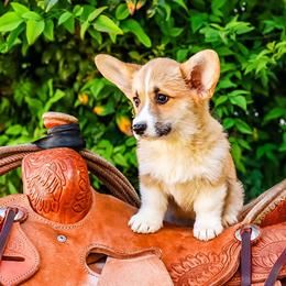 Green collar - Red male Pembroke Welsh Corgi puppy in Caliente, California from Rafter Cross 7