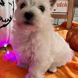 West Highland White Terriers from Westie Love 5