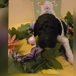 Boy 2 - male Poodle puppy in Tullahoma, Tennessee from Urban Hero Poodles