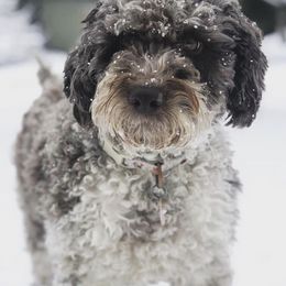 Lagotti Romagnoli from Lagotto NW