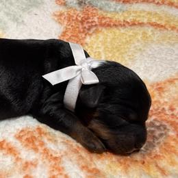 Angela - Tri-color female Cavapoo puppy in Redding, California from O’Hara  Doodles