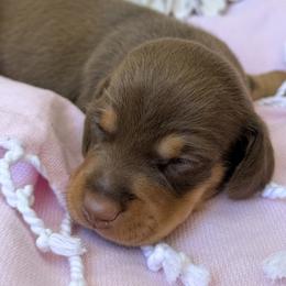 Queso - Chocolate and tan female Dachshund puppy in Hendersonville, North Carolina from Snarky Doxy Miniature Dachshunds