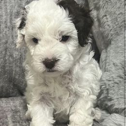 Bernedoodle Puppies from Bella‘s Mini Bernadoodles