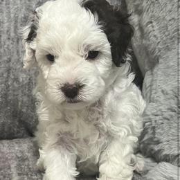 Bernedoodle Puppies from Bella‘s Mini Bernadoodles