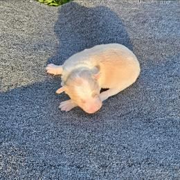Blonde(Gold) - Gold female Border Collie puppy in Springtown, Texas from CRL Farms