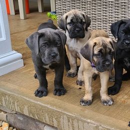 Cane Corso from DeWitt Cane Corso