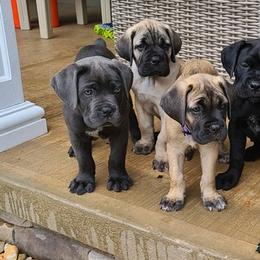 Cane Corso from DeWitt Cane Corso