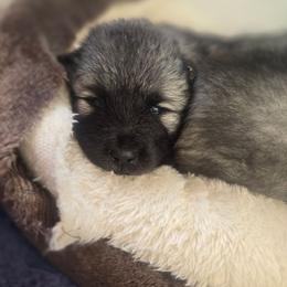 Sapphire - Gray silver and black female Keeshond puppy in Logan, Ohio from Hocking Hills Keeshonds