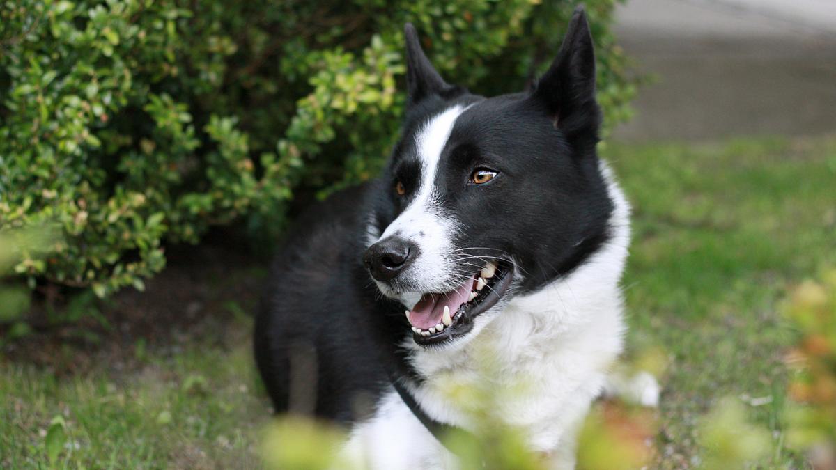 25 cute Karelian Bear Dog puppies for sale Good Dog