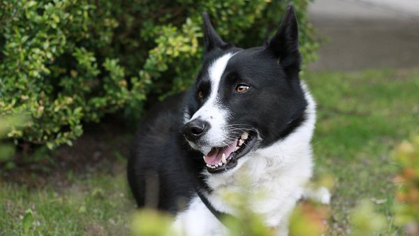 Find Karelian Bear Dog puppies for sale