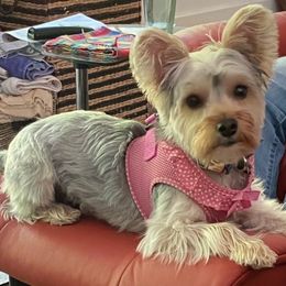 Assorted Doodle Crosses, Double Doodle, Maltipoo, Morkie, and Yorkipoo Puppies from Danza Bolo