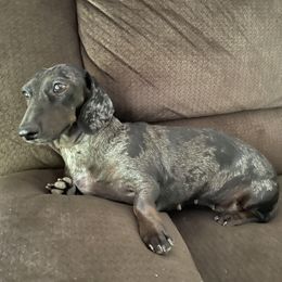 Chocolate chip - Dachshund