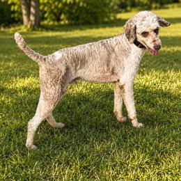 Reggie (Breeder Stud) - Parti male Poodle puppy in Holden, Missouri from Mid-West Bernedoodles